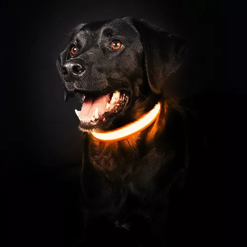 ( seen )™ -Collar Led Para Mascotas: ¡No pierdas de vista a tu mejor amigo!